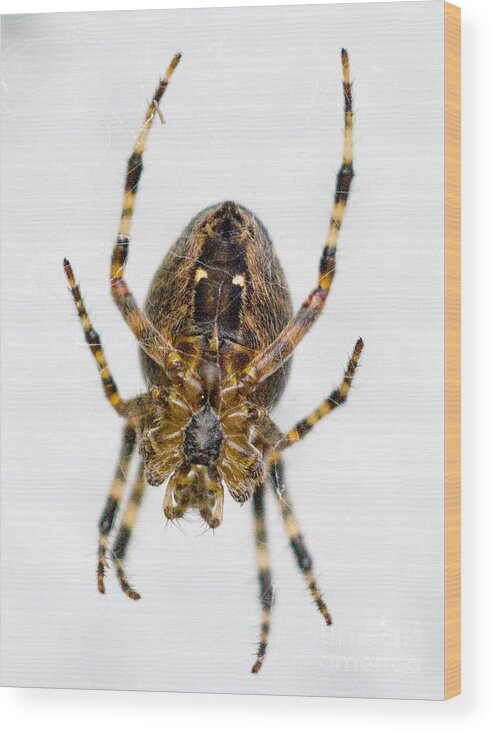 Arachnid Wood Print featuring the photograph It's Good by Tracy Knauer