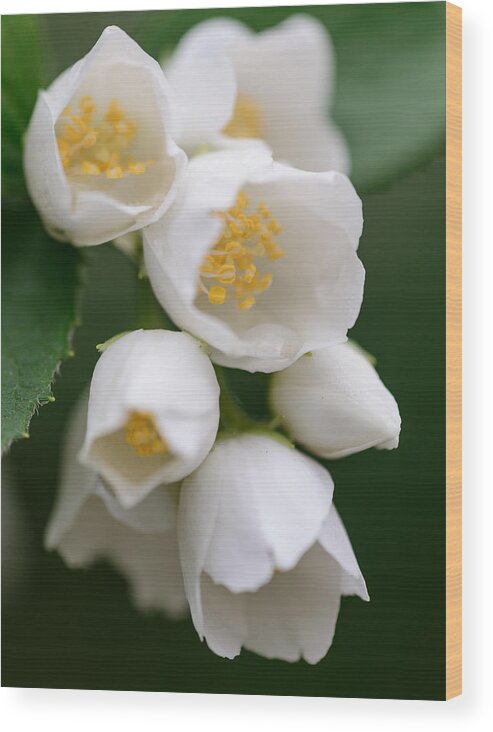 #migophotos Wood Print featuring the photograph Jasmin flowers by Michael Goyberg