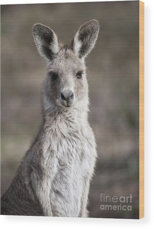 Australia Wood Print featuring the photograph Kangaroo by Steven Ralser