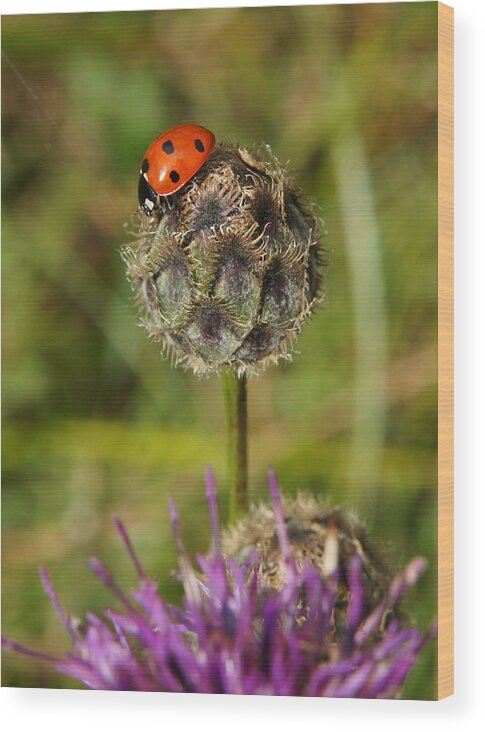 Ladybird Wood Print featuring the digital art Ladybird by Ron Harpham