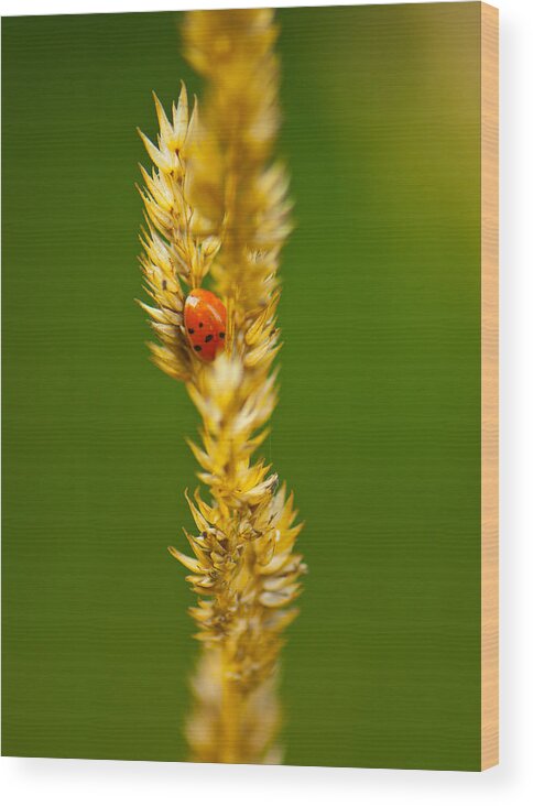 Insect Wood Print featuring the photograph Ladybug Tucked In by Sarah Crites