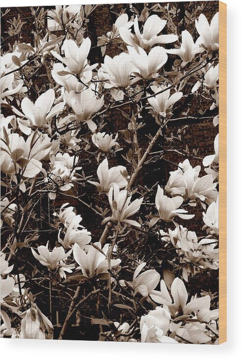 Photography Wood Print featuring the photograph 'Magnolia Blossoms' by Liza Dey