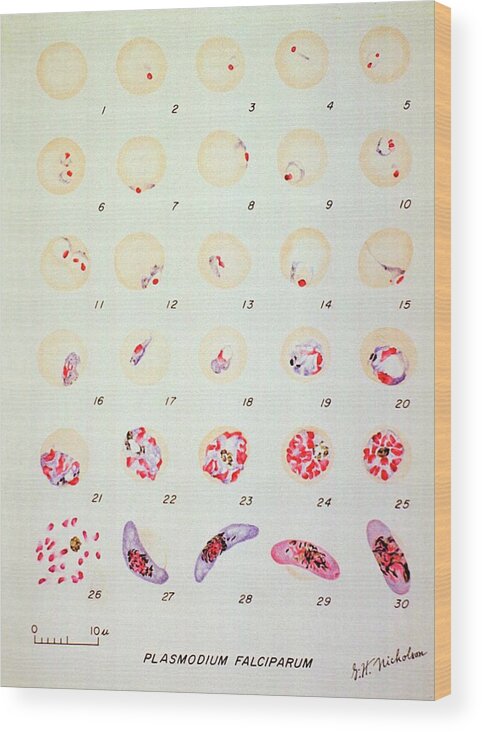 Malaria Wood Print featuring the photograph Malaria Parasite Life Cycle by National Library Of Medicine