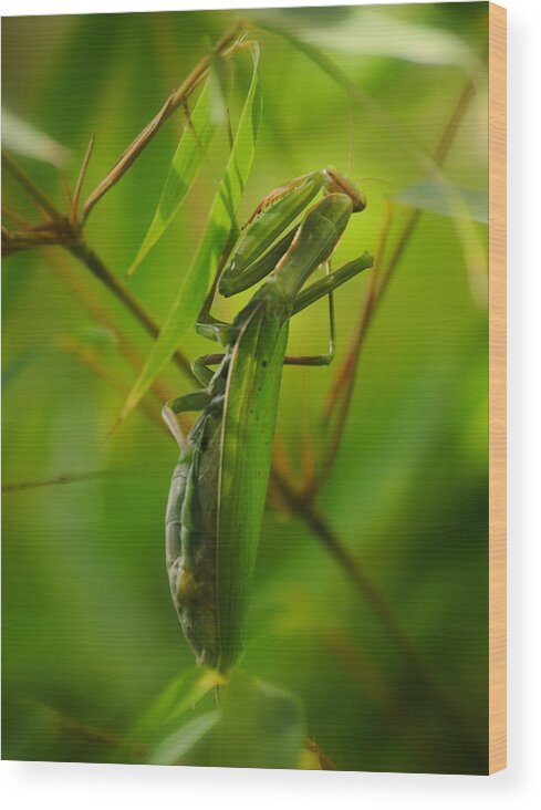 Mantis Wood Print featuring the photograph Mantis In Bamboo by Nathan Abbott