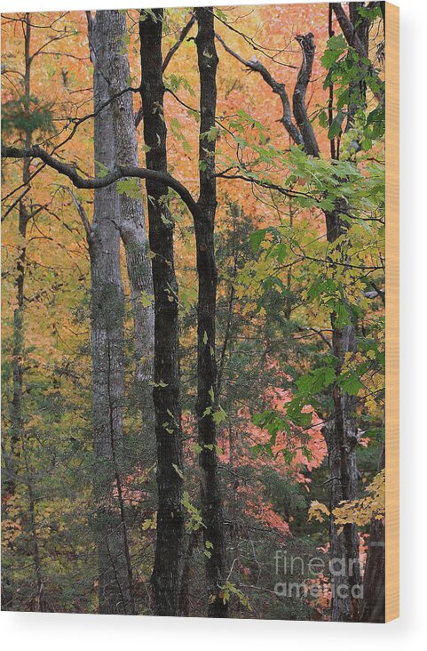 Forest Wood Print featuring the photograph Maplewood by Fred Sheridan