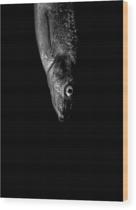 B&w Wood Print featuring the photograph Minnow by Jeremiah John McBride