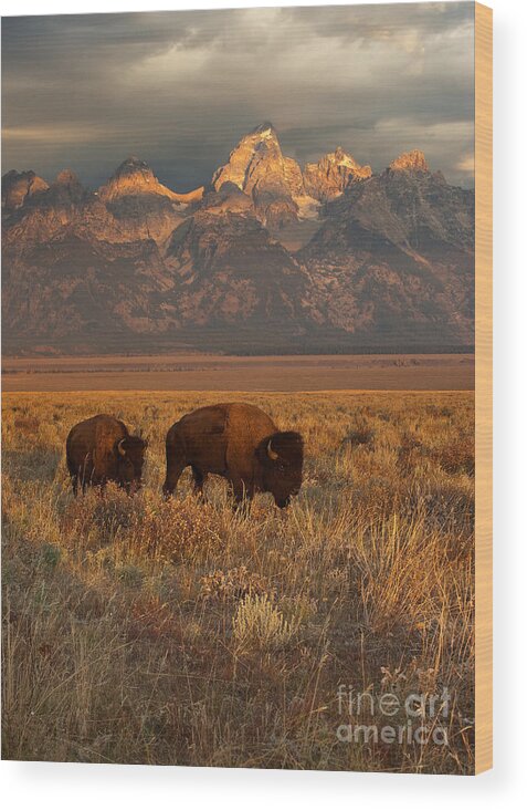 Grand Teton Wood Print featuring the photograph Morning Travels in Grand Teton by Sandra Bronstein