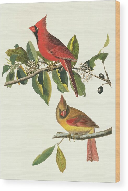 Illustration Wood Print featuring the photograph Northern Cardinal Birds by Natural History Museum, London/science Photo Library