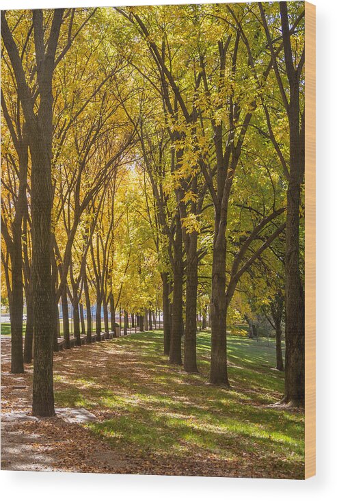 Fall Wood Print featuring the photograph Parade of Trees by David Coblitz
