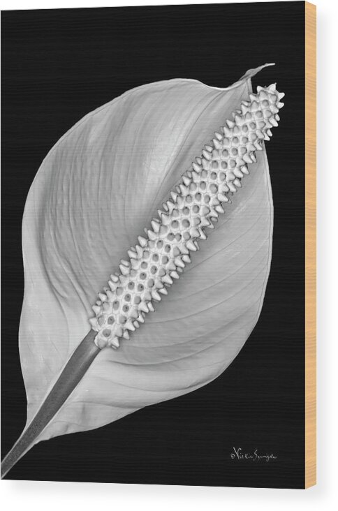 Lily Wood Print featuring the photograph Peace Lily by Vickie Szumigala