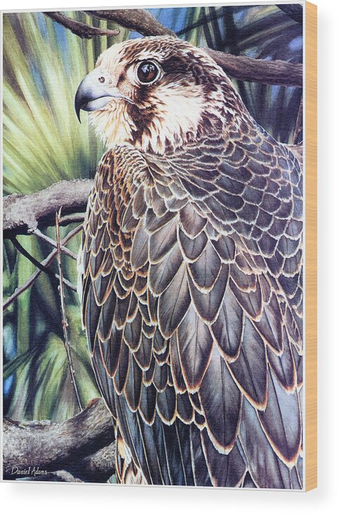 Watercolor Wood Print featuring the painting DA138 Peregrine Falcon by Daniel Adams by Daniel Adams