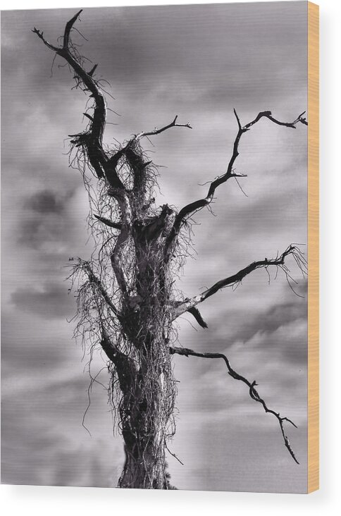 Tree Wood Print featuring the photograph Petrified Tree by Rosalie Scanlon