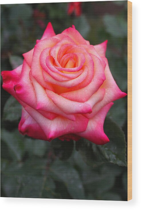 Rose. Flower Wood Print featuring the photograph Pretty Petal Layers by Kami McKeon