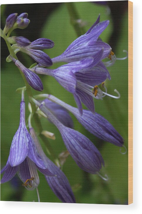 Landscape Wood Print featuring the photograph Purple Flowers by Chauncy Holmes