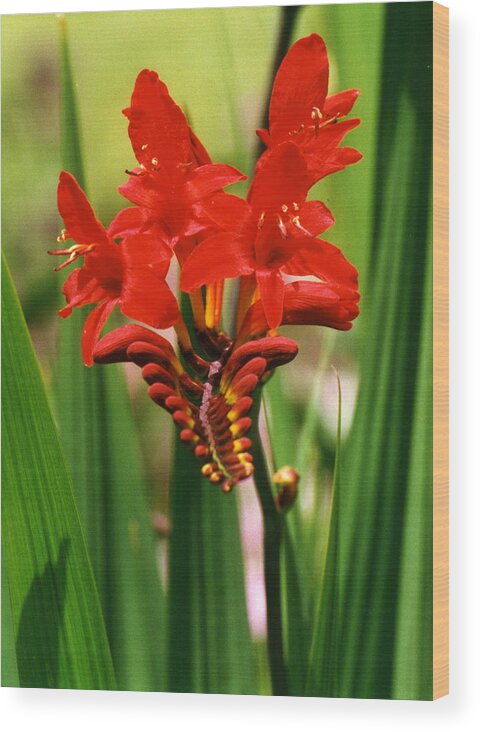 Flower Wood Print featuring the photograph Red Flower by Robert Lozen
