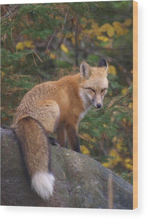 Foxes Wood Print featuring the photograph Red Fox by James Peterson