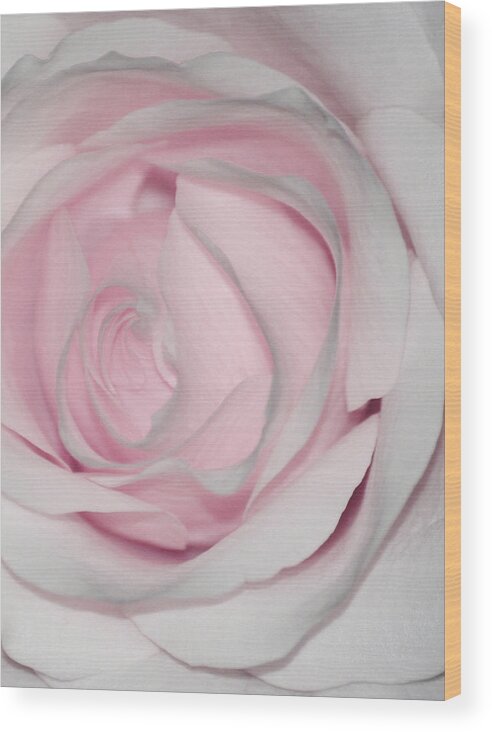Rose Art Wood Print featuring the photograph Rockabye Baby by The Art Of Marilyn Ridoutt-Greene