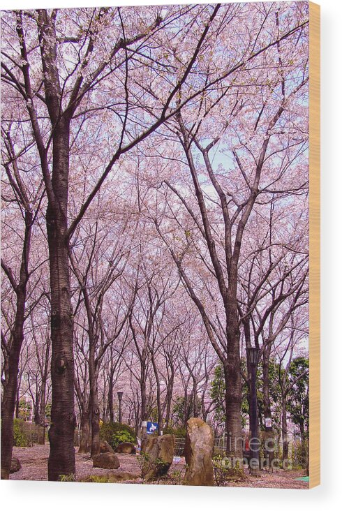 Sakura Tree Wood Print featuring the photograph Sakura tree by Andrea Anderegg