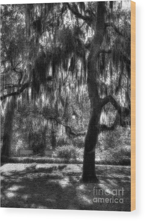 Savannah Georgia Wood Print featuring the photograph Savannah Sunshine BW by Mel Steinhauer