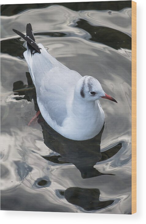 Seagull Wood Print featuring the photograph Seagull And Water Reflections by Andreas Berthold