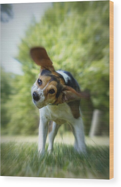 Beagle Wood Print featuring the photograph Shake Shake Shake by Cricket Hackmann