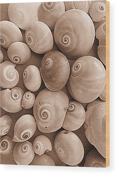 Sea Snail Wood Print featuring the photograph Shark Eyes in Sepia by Patricia Januszkiewicz
