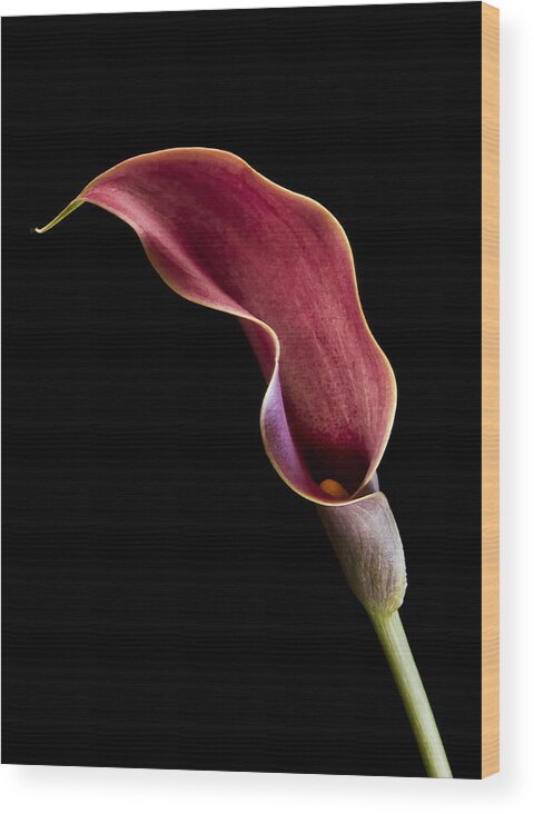 Flower Wood Print featuring the photograph Solitary Calla by Jean Noren