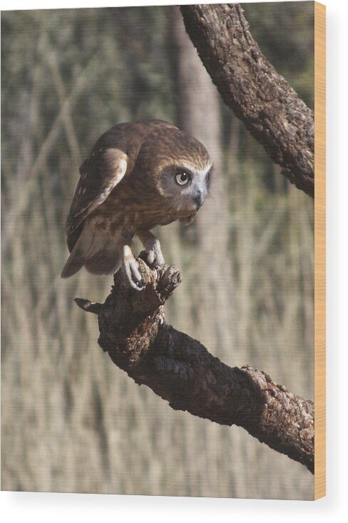 Animal Wood Print featuring the photograph Southern Boobok Owl by Venetia Featherstone-Witty