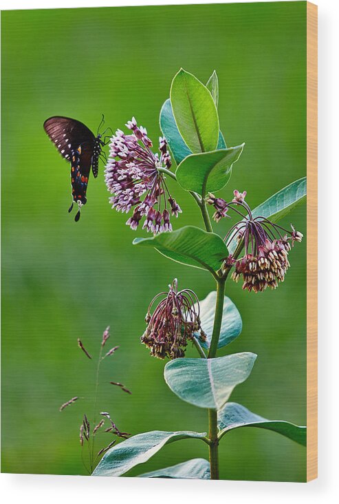 Spicebush Swallowtail Wood Print featuring the photograph Spicebush Swallowtail by Brian Simpson
