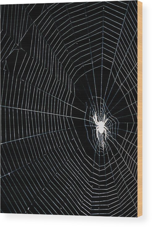 Spider Its Web Wood Print by Adam Hart-davis/science Photo Library - Fine Art America
