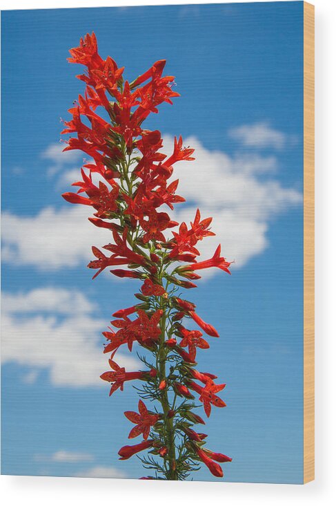 Texas Wood Print featuring the photograph Standing Cypress with Clouds by Steven Schwartzman
