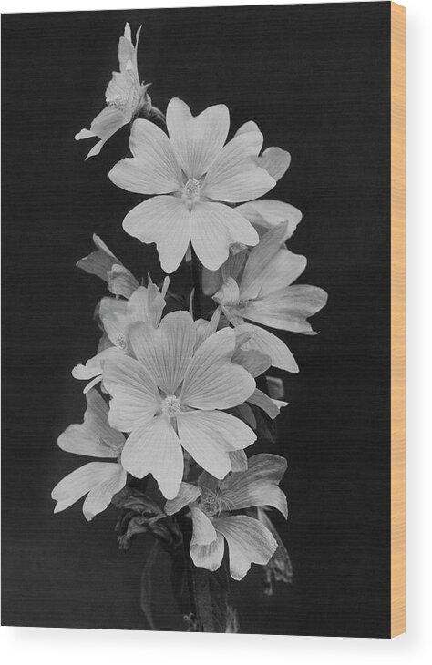 Flowers Wood Print featuring the photograph Still Life Of Flowers by Reginald A. Malby