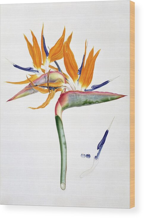 19th Century Wood Print featuring the photograph Strelitzia Reginae Flowers by Natural History Museum, London