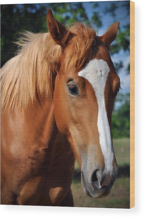  Equine Face Wood Print featuring the photograph Stud Horse by Savannah Gibbs