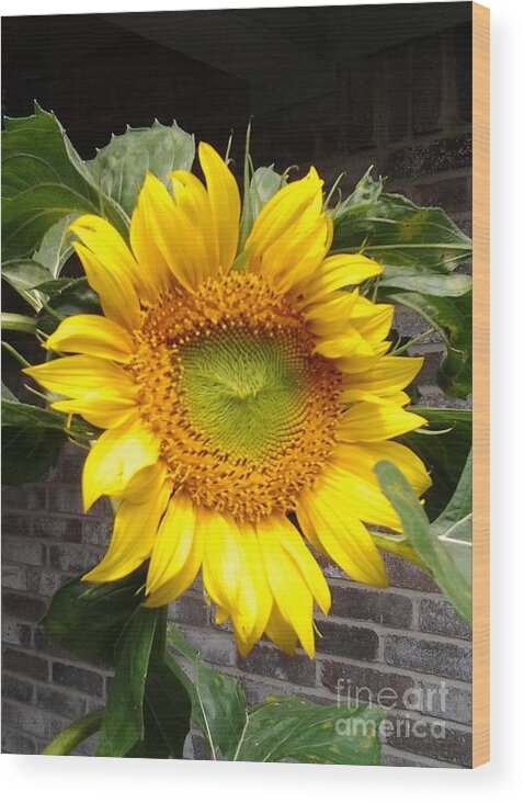 Giant Sunflower Wood Print featuring the photograph Sunflower by Susan Williams