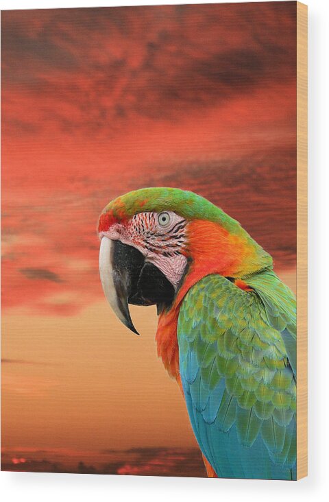 Parrot Wood Print featuring the photograph Sunset in the Tropics by Rosalie Scanlon