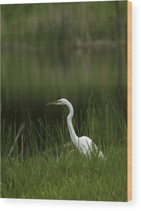 Great Egret Wood Print featuring the photograph The Great Egret 1 by Thomas Young