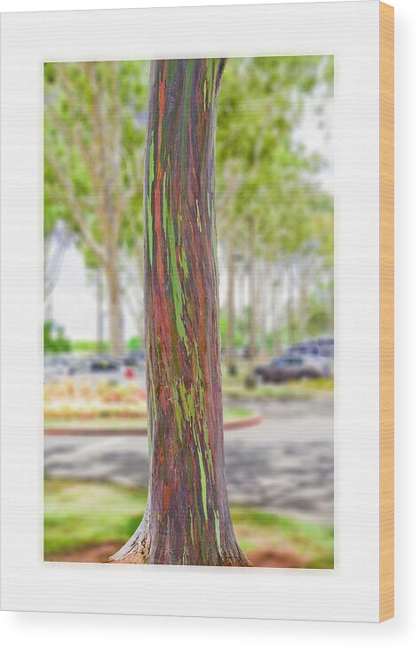 Tree Wood Print featuring the photograph The Rainbow Eucalyptus Tree by Mary Jane Armstrong