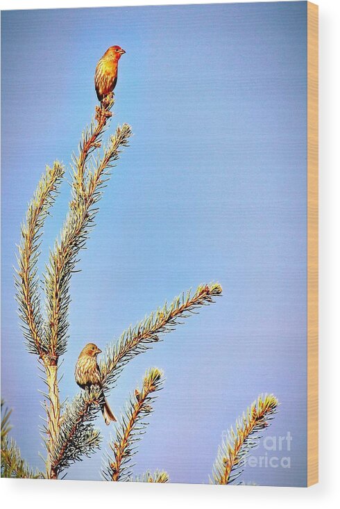 2 Little Finches Wood Print featuring the painting The Redhead and His Mate by Phyllis Kaltenbach