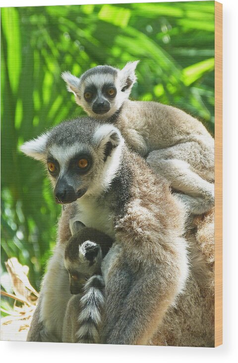 Ring-tailed Lemur Wood Print featuring the photograph The Twins - Ring-tailed Lemurs by Margaret Saheed