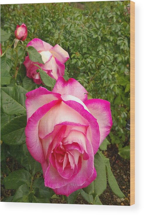 Rose Wood Print featuring the photograph Triplets by Claudia Goodell