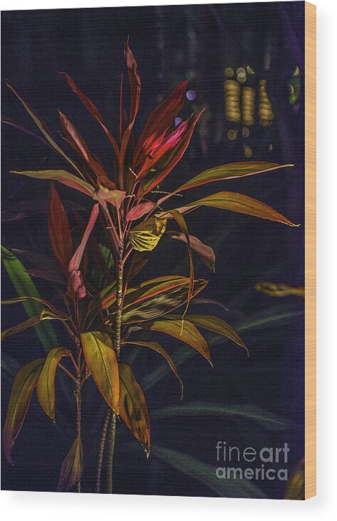 Cabo San Lucas Wood Print featuring the photograph Tropical Plant Abstract by Richard Mason