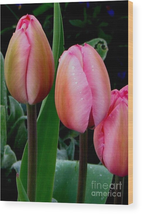 Tulips Wood Print featuring the photograph Tulips by Judyann Matthews