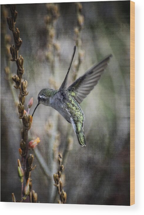 Hummingbird Wood Print featuring the photograph Up in the Air by Saija Lehtonen