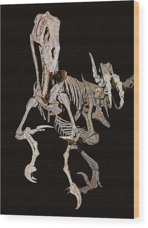 Animal Wood Print featuring the photograph Utah Raptor by Millard H. Sharp