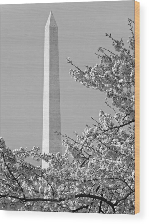Washington Monument Photographs Wood Print featuring the photograph Washington Monument Amidst the Cherry Blossoms by Emmy Vickers