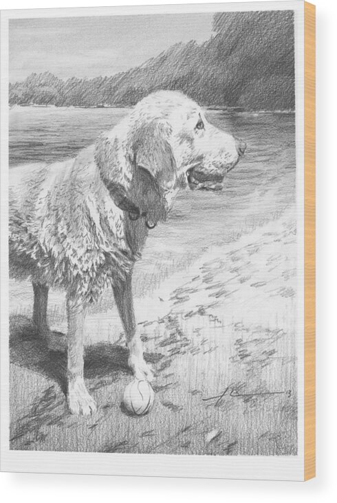 <a Href=http://miketheuer.com>www.miketheuer.com</a> Wet Yellow Lab Playing Fetch Pencil Portrait Wood Print featuring the drawing Wet Yellow Lab Playing Fetch Pencil Portrait by Mike Theuer