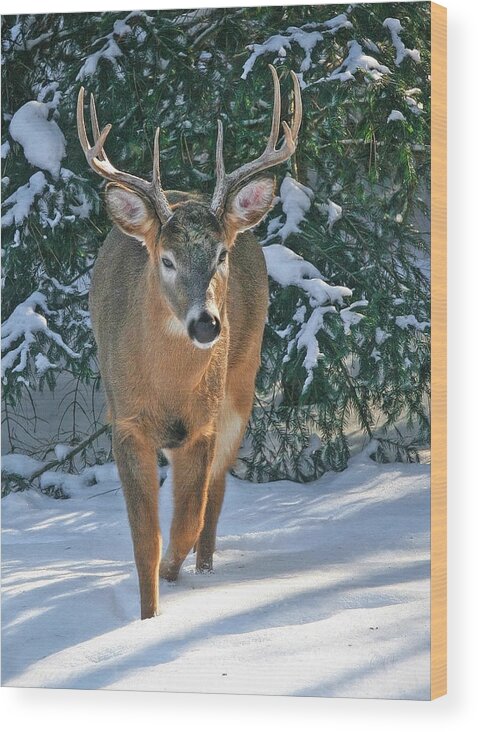 Whitetail Deer Wood Print featuring the photograph Whitetail Deer Eight Point by Clare VanderVeen