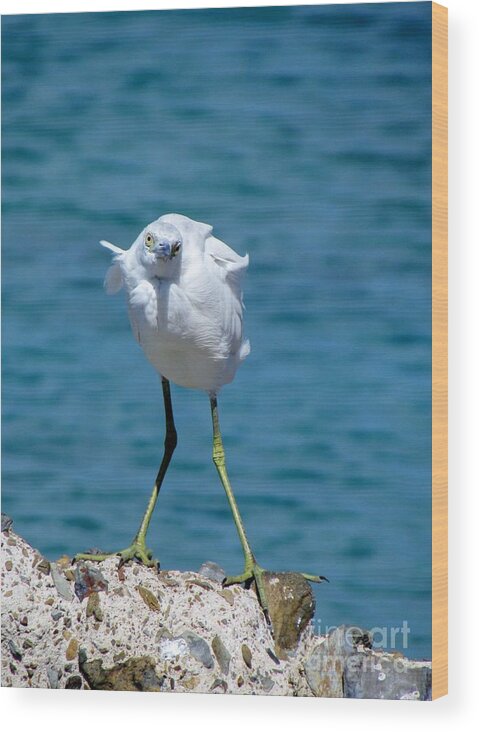 Bird Wood Print featuring the photograph Who You Lookin At? by Meagan Visser