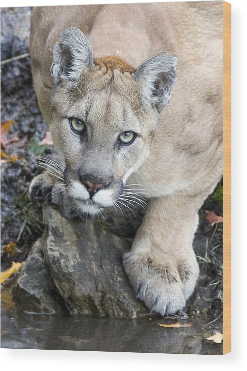 Cougar Wood Print featuring the photograph Wild Mountain Lion by Max Waugh